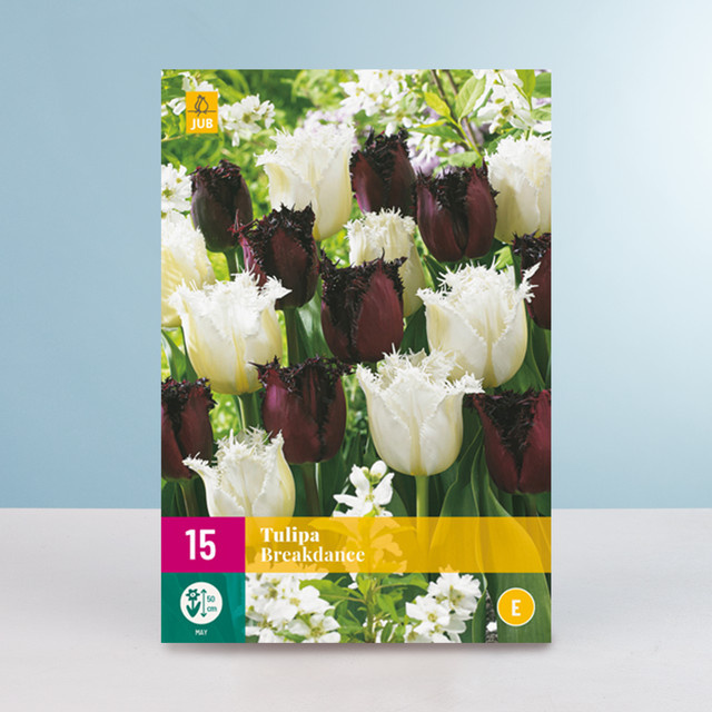 Tulpen Breakdance Mix BLUME2000 mit 15 Zwiebeln für deinen Garten oder Blumenkübel - Bild 1