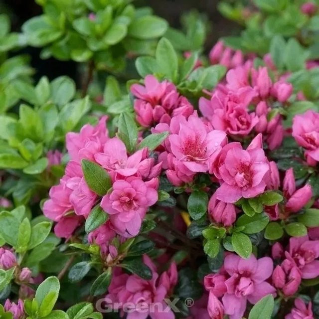 Kriechende Immergrüne Zwerg Azalee Mariko Rhododendron nakaharai in Pink - Bild 1