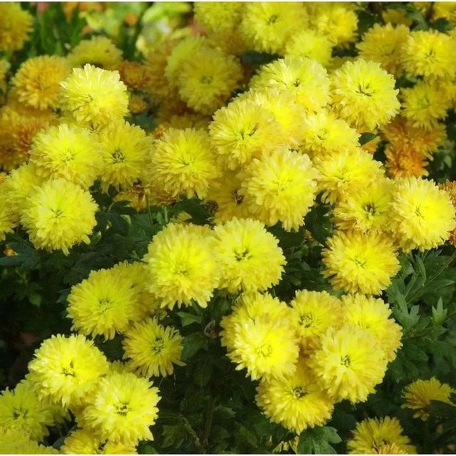 Winteraster Chrysanthemum Indicum als mehrjährige Gartenpflanze von Nr-01.de - Bild 1