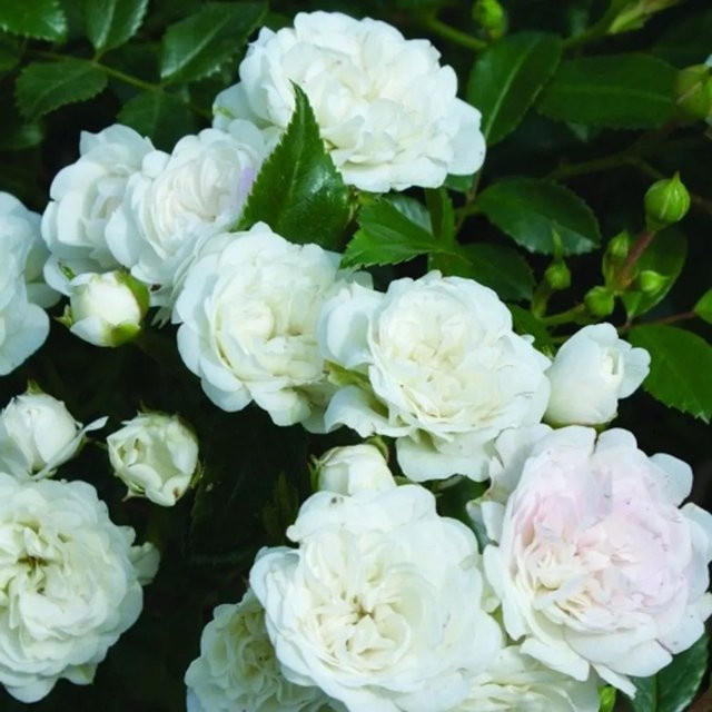 Bodendeckerrose White Fairy von plantofix mit weißen Blüten - Bild 1
