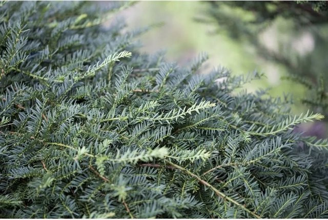 Taxus Baccata Dovastoniana Eibe als grüne Heckenpflanze und Zierstrauch, Höhe: 60–70 cm - Bild 1