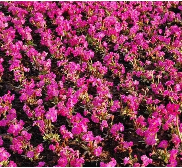 Rosen Primel Grandiflora Primula rosea in Pink als mehrjährige Zierpflanze - Bild 1