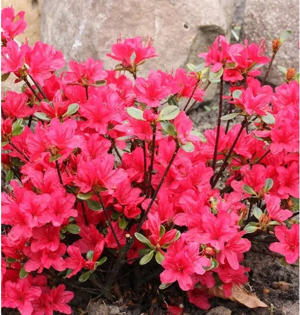 Japanische Azalee Elfie Rhododendron obtusum in Pink, Höhe: 30-40 cm - Bild 1