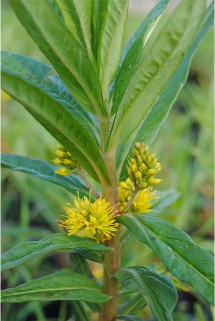 Gelber Gilbweiderich Lysimachia Thyrsiflora als mehrjährige Gartenpflanze im 9x9 cm Topf - Bild 1