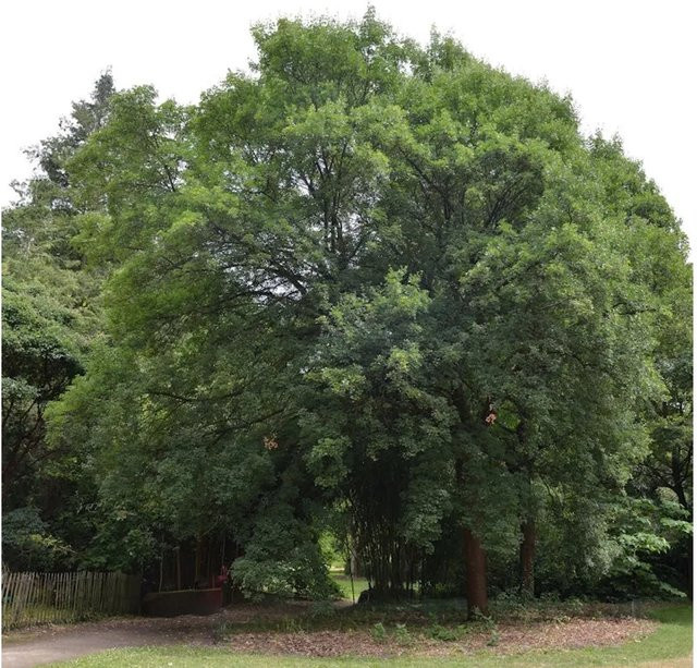 Französischer Ahorn Acer monspessulanum grün, Höhe: 100-125 cm - Bild 1