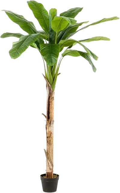 Künstlicher Bananenbaum Gerald von Aplanta, Höhe: 180 cm - Bild 1