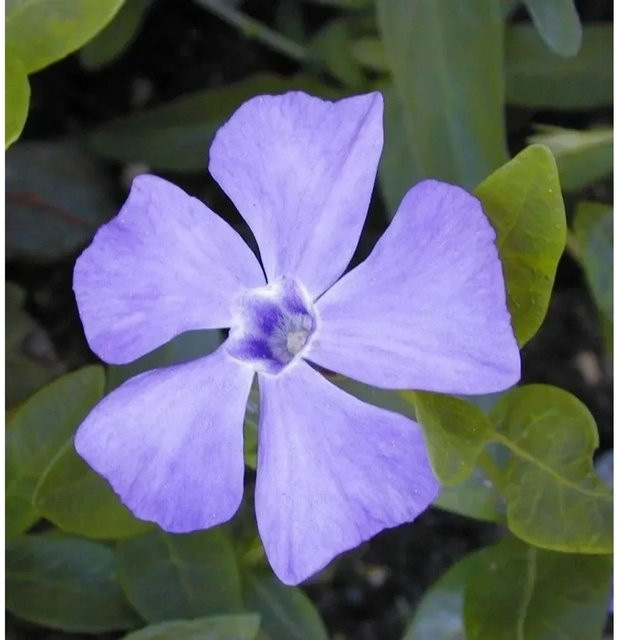 10x Kleinblättriges Immergrün Vinca minor als wintergrüne Gartenpflanze - Bild 1