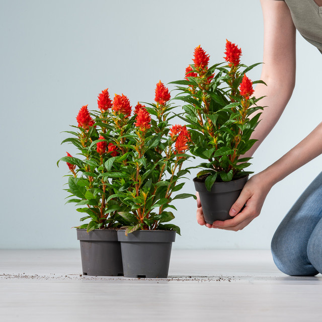 3er Set Celosia argentea Brandschopf in Orange von BLUME2000 - Bild 1