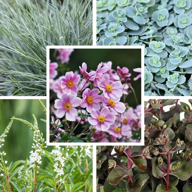 Balkonblumen Spätsommerliche Harmonie von Mein schöner Garten Shop, 6 mehrjährige Zierpflanzen in Pink, Blau und Mehrfarbig - Bild 1