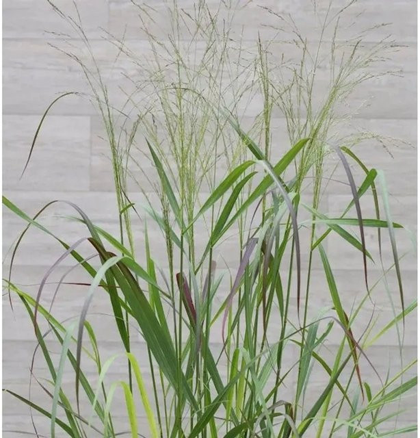 Rutenhirse Squaw Panicum virgatum als Zierpflanze im Topf von Nr-01.de in Grün und Grau - Bild 1
