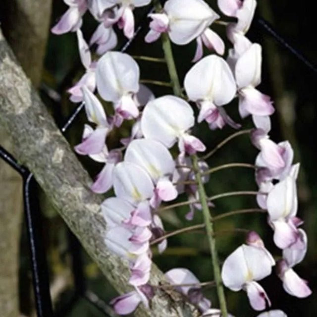 Arborix Blauregen Rosea Wisteria floribunda Kletterpflanze mit rosa Blütentrauben im Container, Höhe: 50 bis 60 cm - Bild 1