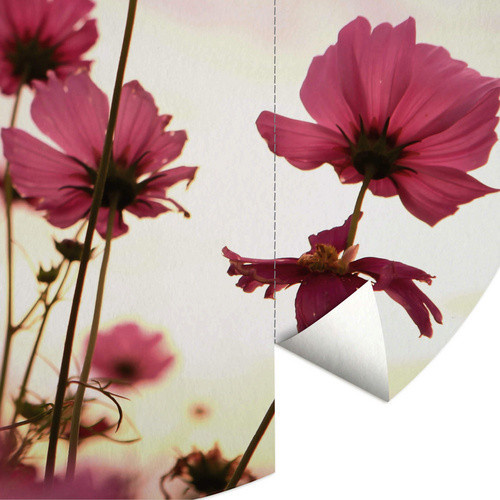 K&L Wall Art Vliestapete Runde Vliestapete mit pinken Kosmeen Blumen in Mehrfarbig und Matt, B/H: 236 x 236 cm - Bild 3