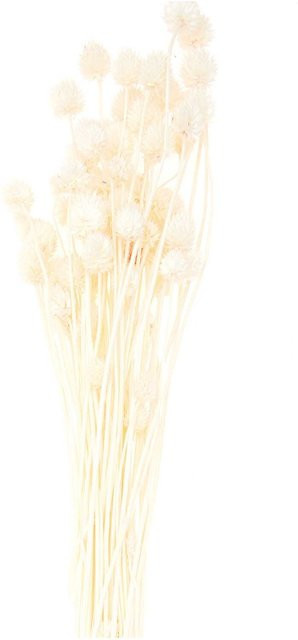 Rico Design Getrocknete japanische Karde in Natur, 50 g - Bild 1