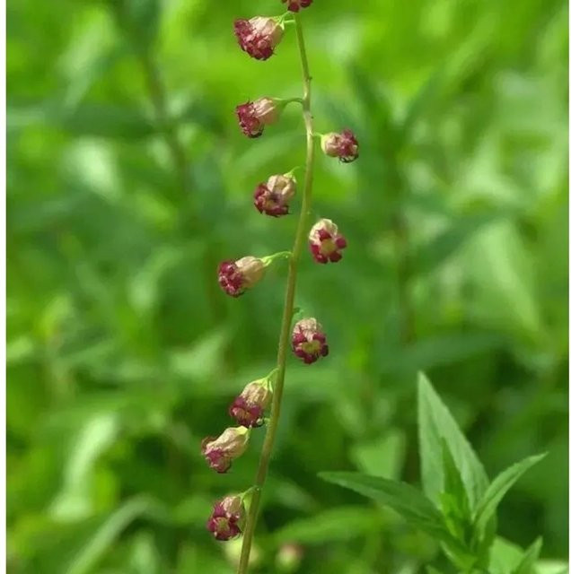 Tellima grandiflora Falsche Allraunwurzel Rubra als mehrjährige Bodendecker-Pflanze von Nr-01.de - Bild 1