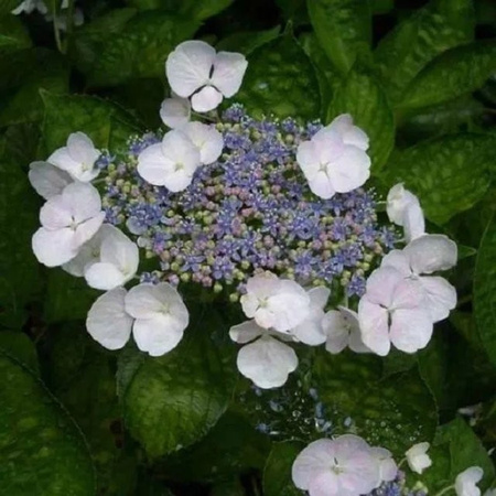 Arborix Hortensie Teller White mit weißen Blüten, Höhe: 40 bis 60 cm