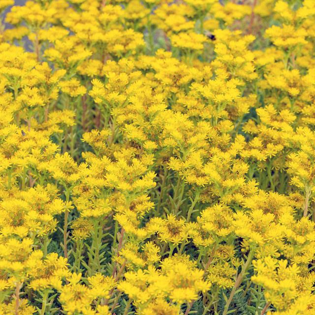 BIO Sedum reflexum Felsen-Fetthenne von BLUME2000, 3 Stück - Bild 1