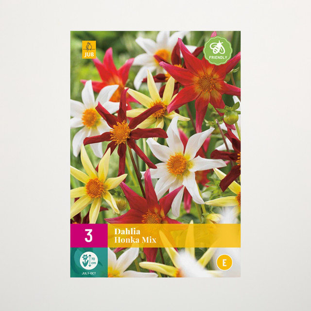 Dahlien Honka Mix Knollen für Beet und Blumenkübel, 3 Stück - Bild 1
