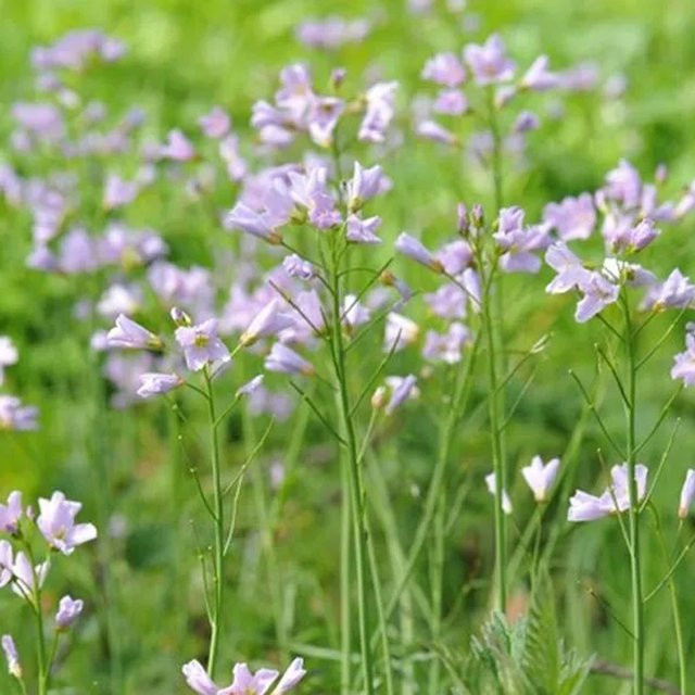 6er Set Wiesenschaumkraut Cardamine pratensis von arborix als Beetrandpflanze im 9cm Topf - Bild 1