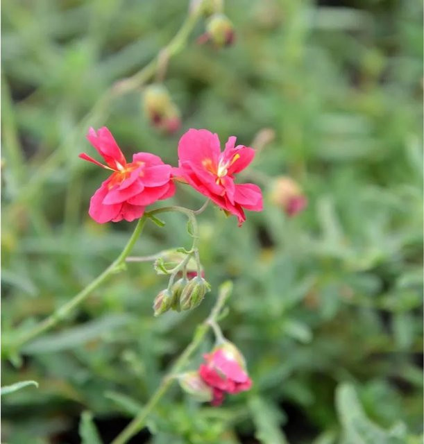 Sonnenröschen Cerise Queen Helianthemum pink Bodendecker - Bild 1