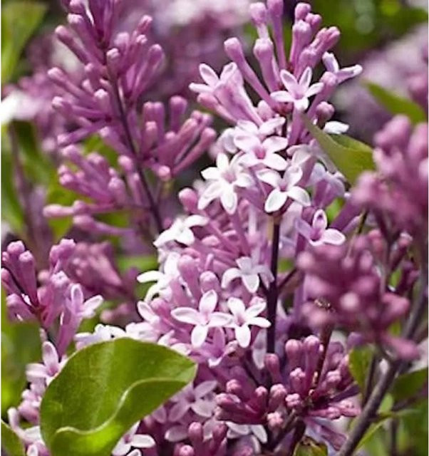 Syringa meyeri Zwergflieder Palibin in Purple, Höhe: 30-40 cm - Bild 1