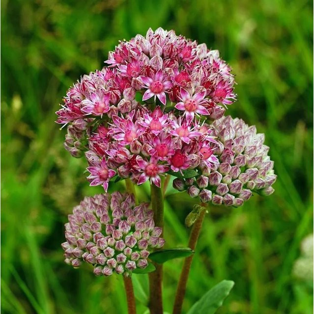 Große Fetthenne Seduction Green Pink Sedum telephium als mehrjährige Gartenpflanze - Bild 1