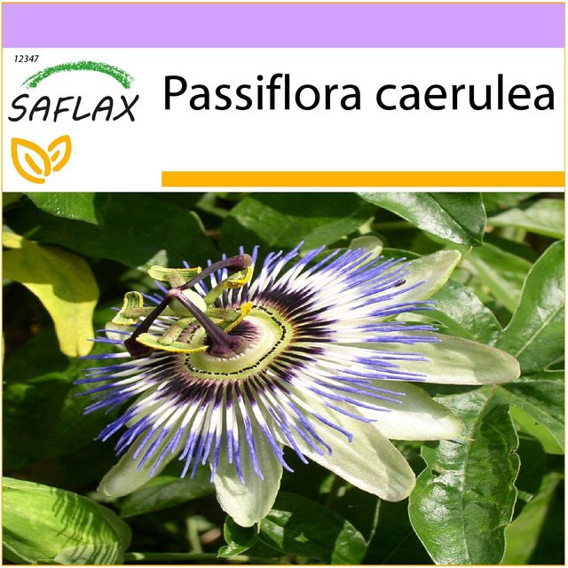SAFLAX Passionsblume Passiflora caerulea Blumensamen, 25 Stück, mehrfarbig - Bild 1