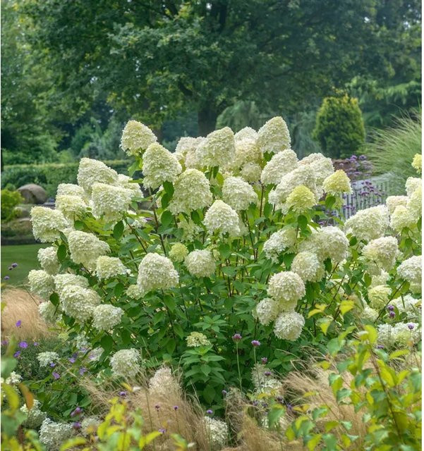 Zwerg-Hortensie Limetta Hydrangea arborescens in Weiß und Grün, Höhe: 20-30 cm - Bild 1