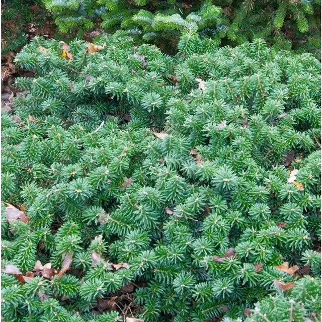 Abies koreana Koreatanne Dark Hill Konifer in Grün von Nr-01.de - Bild 1