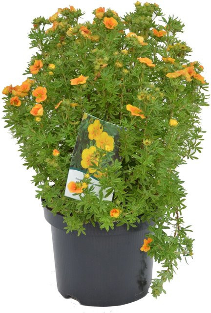 GROW by OBI Fünffingerstrauch Mango Tango Potentilla fruticosa im 4,5l Topf - Bild 1