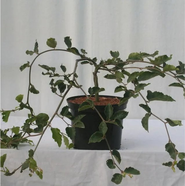 Süntelbuche Gespensterbuche Fagus sylvatica von Nr-01.de, Höhe: 80-100 cm - Bild 1