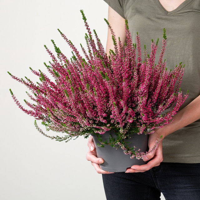 Besenheide Beauty Lady Calluna vulgaris in Rot von BLUME2000 - Bild 1