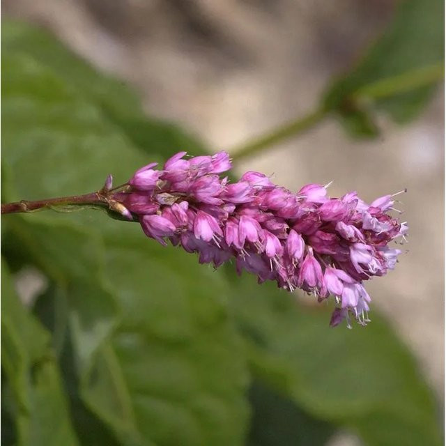 Kerzenknöterich Rosea Persicaria amplexicaulis pinke Staude von Nr-01.de - Bild 1