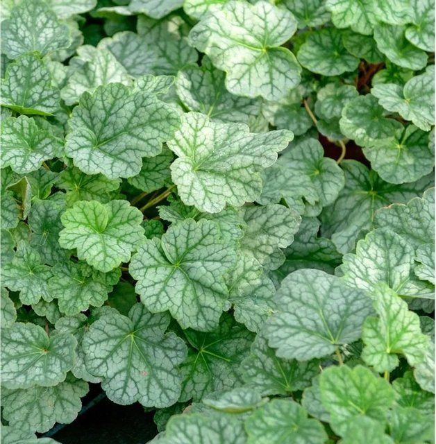 Heuchera cultorum Silberglöckchen Mint Julep Blattschmuckpflanze grün von Nr-01.de - Bild 1