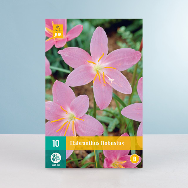 Regenlilie Robustus von BLUME2000 mit 10 Zwiebeln - Bild 1