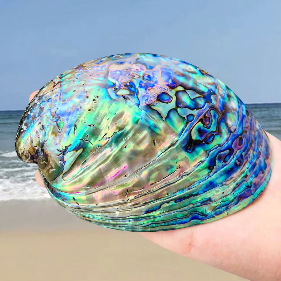 ORIGIFTS Salbei Räucherset aus polierter Paua Abalone Muschel mit Stativ-Ständer, Multicolor, Größe: 11-13 cm - Bild 5