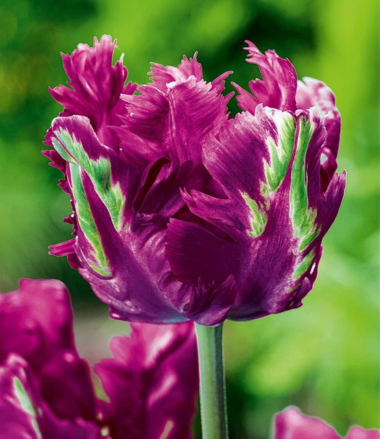 Papageien-Tulpe Parrot Negrita - Bild 1