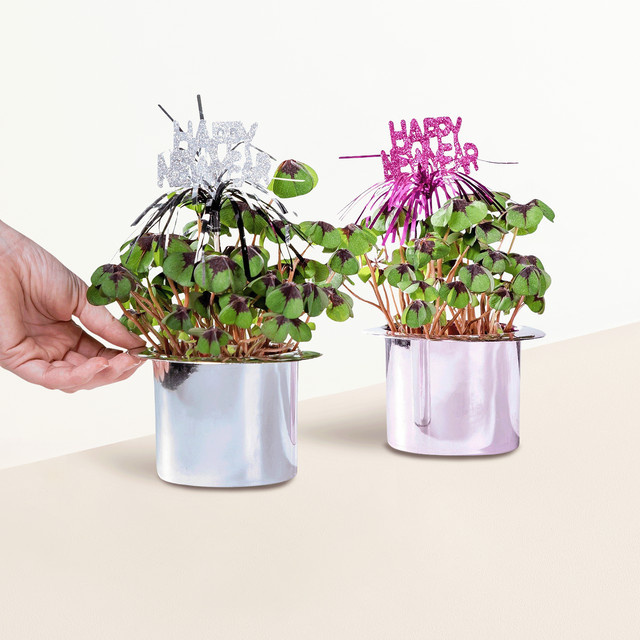 BLUME2000 Oxalis Glück to Go 2er Set in Silber und Rosé mit Übertöpfen - Bild 1