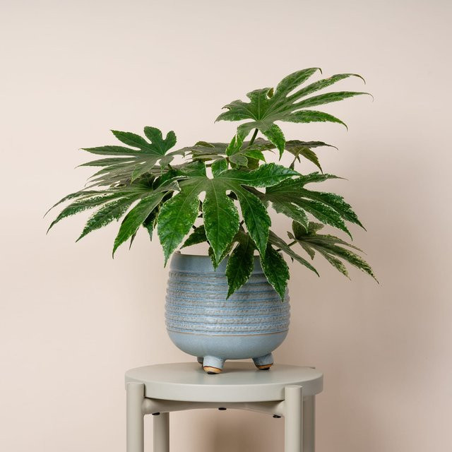 Moderner Keramik Übertopf von BLUME2000 in Blau, Durchmesser: 15,5 cm, Höhe: 15,7 cm - Bild 1