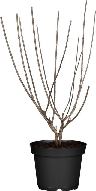 Rispenhortensie Switch Hydrangea paniculata von GROW by OBI als Zierstrauch für Hecken, Höhe: 50 cm - Bild 1
