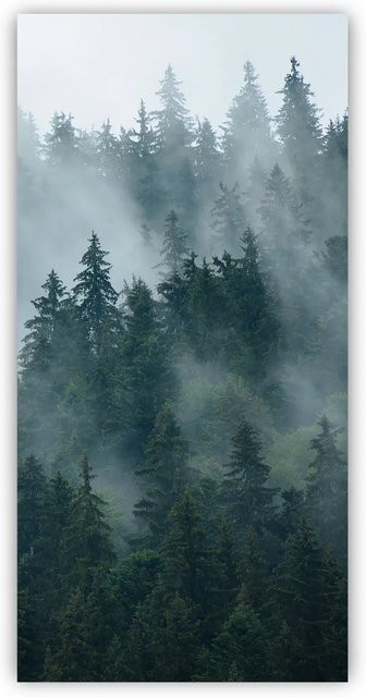 Walllux Duschrückwand Tannenwald in Holzoptik aus Alu-Verbund, Farbe: Grün, B/H: 125 x 255 cm, Stärke: 3 mm - Bild 1