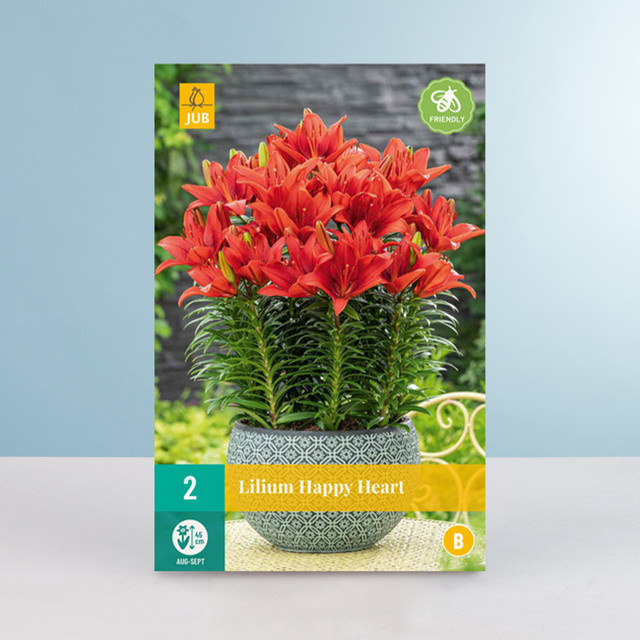 Zwerg-Lilie Happy Heart Blumenzwiebeln von BLUME2000, 2 Knollen - Bild 1