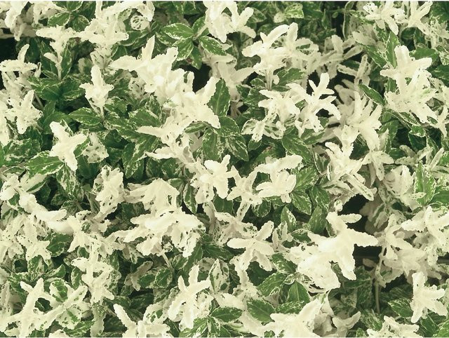 Euonymus fortunei Helix Kriechspindel Harlequin Weiß, pflegeleichter Bodendecker und Zierstrauch für Balkon und Terrasse, Topf-Ø ca. 9 cm - Bild 1