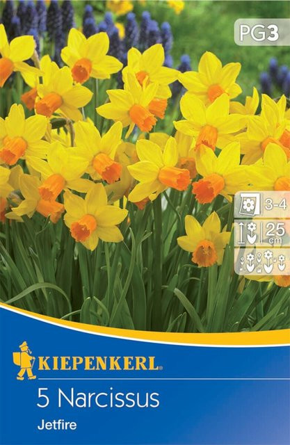 Narzisse Jetfire Zwiebeln bunt, 5 Stück von Mein schöner Garten Shop - Bild 1