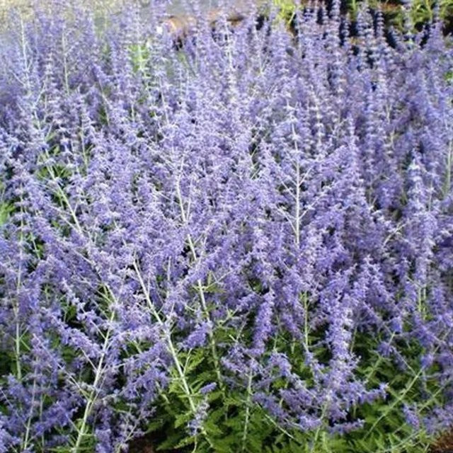 Arborix Blauraute Blue Spire Perovskia im Container, reichblühender Zierstrauch in Blau und Violett, Höhe: 55 cm - Bild 1