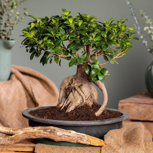 Ginseng-Bonsai Ficus als grüne Zimmerpflanze im Topf von Mein schöner Garten Shop - Bild 1