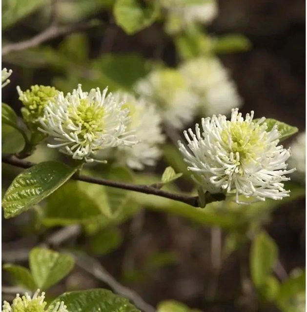 Fothergilla gardenii Zwerg Federbuschstrauch mit weißen Blüten, Höhe: 80-100 cm - Bild 1