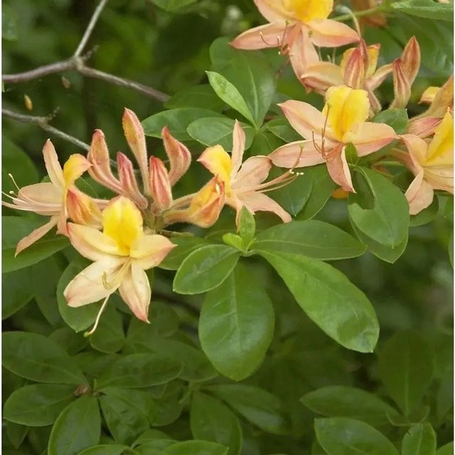 Sommergrüne Azalee Rhododendron austrinus in Gelb und Orange, Höhe: 40-50 cm - Bild 1