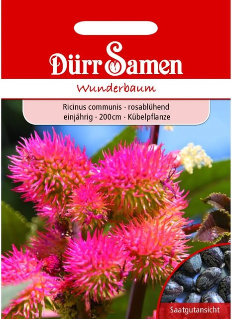 Dürr Wunderbaum Rosablühend Einjähriges Saatgut Blumensamen - Bild 1