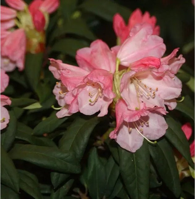 INKARHO Rhododendron Maifeuer Alpenrose als großblumiger Zierstrauch in Pink, 30-40 cm - Bild 1