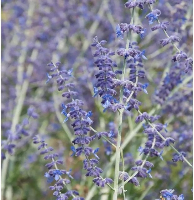 Perovskia abrotanoides Blauraute Blue Haze Zierstrauch, Höhe: 60-80 cm, Blau - Bild 1